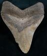 Wide Megalodon Tooth - Serrated #7939-2